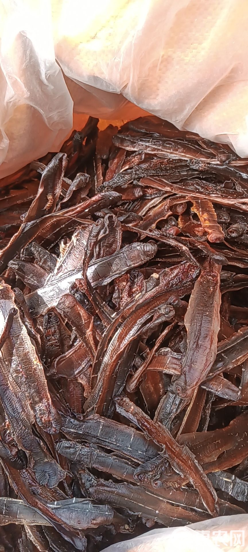 地龙_(地龙粉的功效与作用及食用方法)